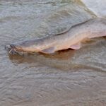 Tawada – Afrykański sum ostrozębny – Clarias gariepinus